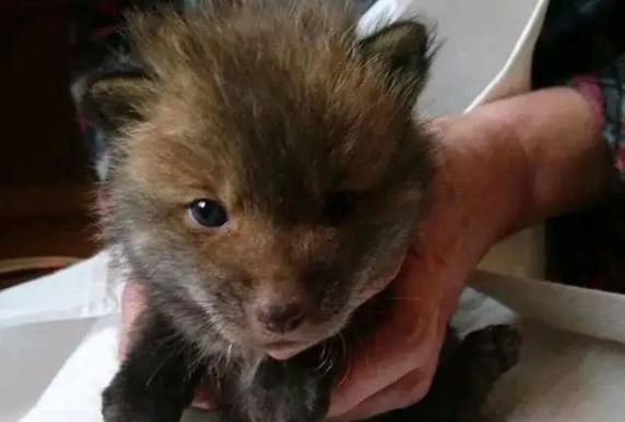 Nhặt chó hoang ngoài đường về nuôi, tá hỏa khi nghe hàng xóm tuyên bố: Đây không phải là chó!