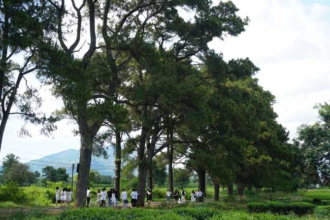 Độc đáo hàng thông trăm tuổi, điểm hút khách du lịch nơi phố núi Gia Lai