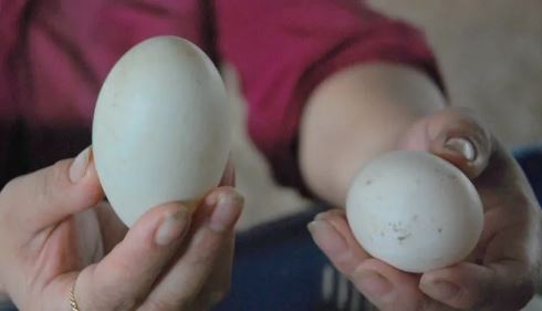 Trứng vịt lộn mua về cứ bảo quản theo cách này, giữ lâu mà vẫn ngon, không sợ già