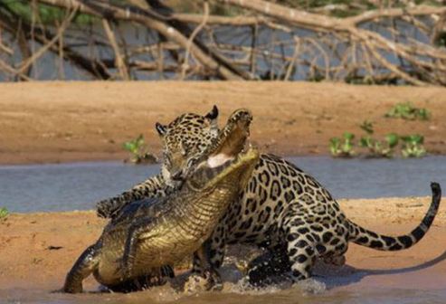 Clip: Báo đốm châu Mỹ “xơi tái” cá sấu khổng lồ