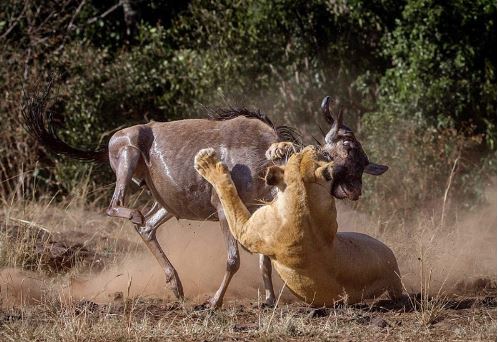 Cận cảnh săn linh dương đầu bò kịch chiến sư tử cái