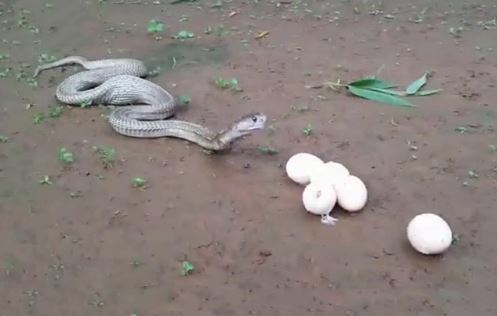 “Dựng tóc gáy” trước cảnh rắn hổ mang chúa nôn ra trứng