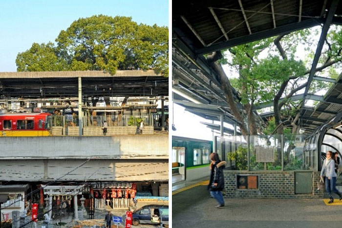 Những sự kiện kỳ bí xuất hiện khi muốn đốn cây cổ thụ 700 năm tuổi