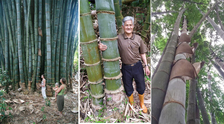 Loài tre rồng khổng lồ cao đến 40 mét, được ví như tre của Thánh Gióng