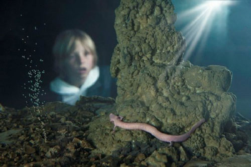 Loài vật có thể nằm bất động và không cần ăn trong 7 năm mà vẫn sống