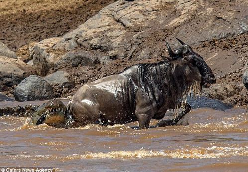 Cái kết cay đắng cho cá sấu tham lam