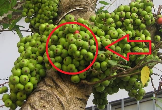 5 loại cây trồng trước nhà nghèo không ngóc lên được, trồng sau nhà lại lộc khí dồi dào, 3 đời giàu có