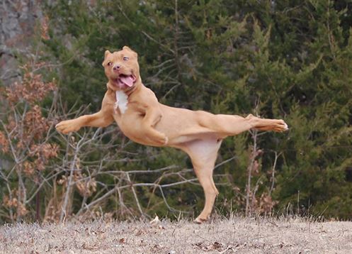 “Chết cười” với cảnh động vật tập yoga và dưỡng sinh