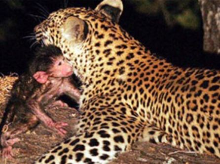 CLIP: Báo đốm chăm sóc cho khỉ như con kỳ lạ