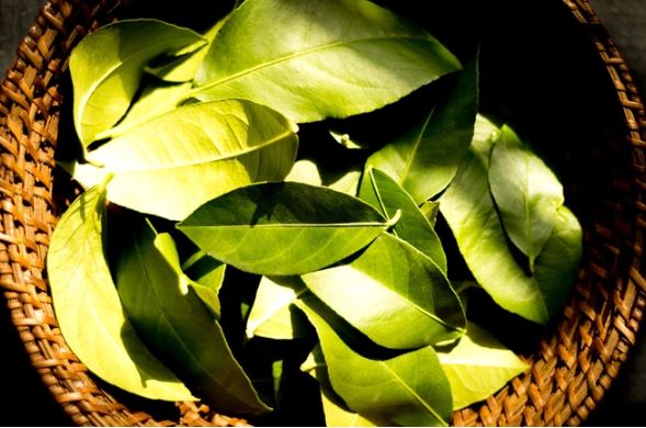 Lá chanh giúp giải cảm, trị ho và có nhiều lợi ích cho sức khỏe