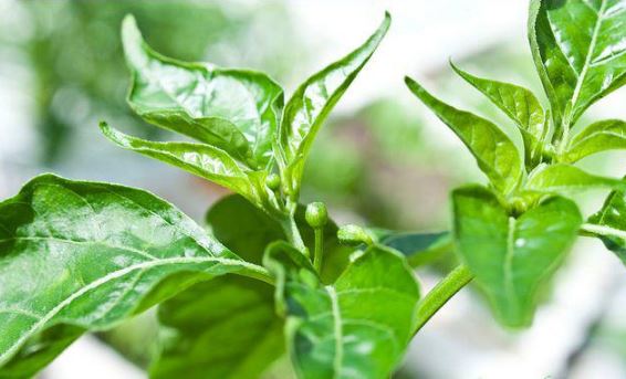 Loại lá đầy vườn không ai hái, hóa ra là món ngon giúp điều trị bệnh