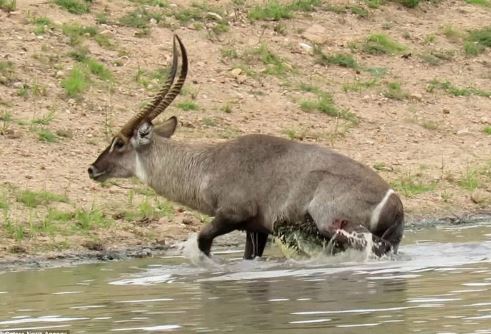Màn thoát chết thần kì của linh dương khỏi hàm răng sắc nhọn của cá sấu