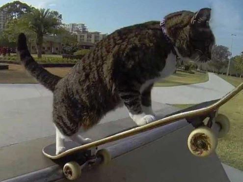 Clip: Mèo biết trượt ván, chơi trò đập tay như người