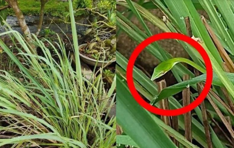 Vườn nhà có 4 loại cây này rắn mê như điếu đổ, 3 loại cây rắn nhìn thấy tránh xa không dám lại gần
