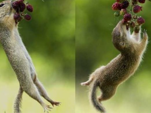 Sóc nhỏ “phi thân” hái quả mâm xôi