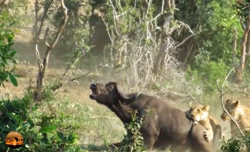 Cận cảnh trâu rừng bị đàn sư tử xé xác