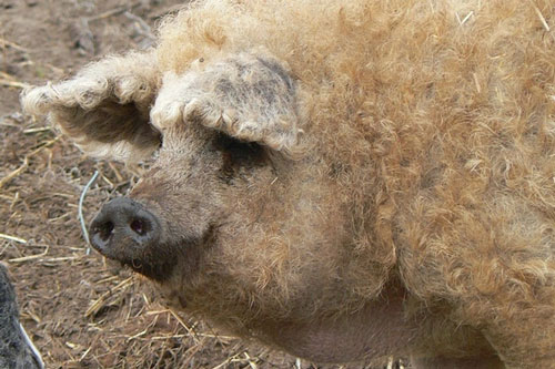 Kỳ lạ giống lợn siêu hiếm trên thế giới