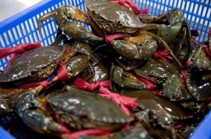 Cua Cà Mau vẫn chủ yếu xuất khẩu tiểu ngạch sang Trung Quốc

