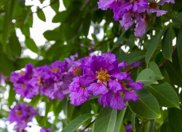 Những lợi ích sức khoẻ và bài thuốc từ cây bằng lăng