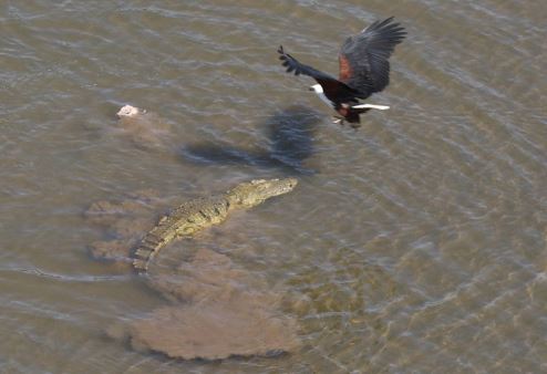 Cận cảnh chim ưng cướp mồi từ miệng cá sấu