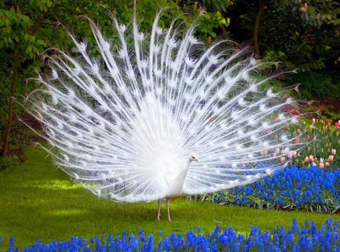 Chùm ảnh vẻ đẹp tuyệt mỹ của khổng tước trắng