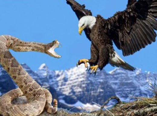 Clip: Những cuộc chiến sinh tử “tàn khốc” trong thế giới động vật