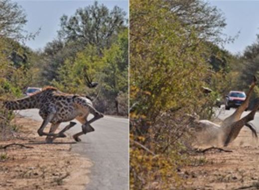 Chú hươu cao cổ vụng về “nhất quả đất” ngã chổng vó siêu hài