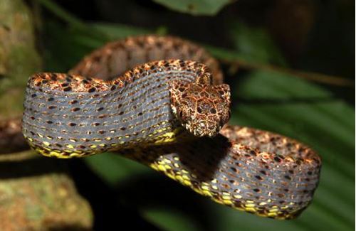 Cận cảnh loài rắn ngọc bích đẹp nhất Việt Nam