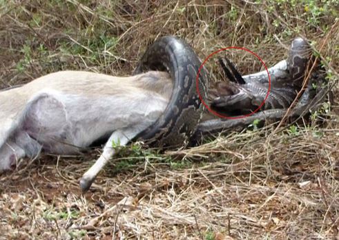 Clip cận cảnh trăn khổng lồ bị linh dương đâm xuyên họng vì tham ăn