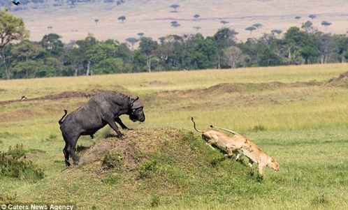 Ngược đời: Trâu rừng đuổi sư tử chạy “té khói”