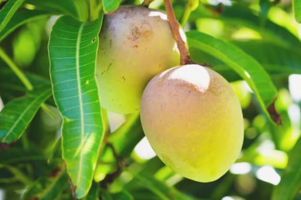 8 lợi ích của lá xoài có thể bạn chưa biết