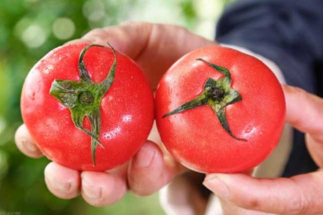 Khi mua cà chua nên chọn loại 'vỏ cứng' hay 'vỏ mềm'? Mùi vị rất khác nhau, tìm hiểu kỹ để không mua tùy tiện