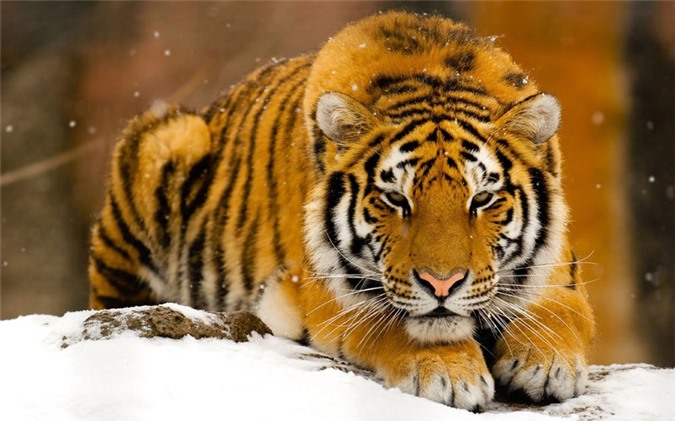 Những bí mật chưa từng biết về loài Hổ