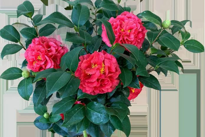 Nhà có 3 cây này thì phú quý giàu sang: Chỉ cần đặt một chậu ở ban công vừa đẹp vừa gọi lộc