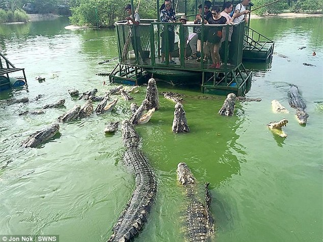 Khiếp sợ cảnh khách du lịch cho cá sấu đói ăn giết thịt