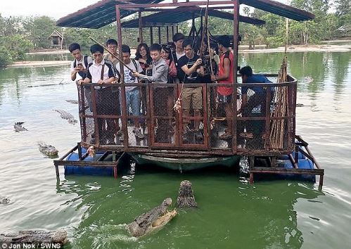 Sợ hãi cảnh khách du lịch cho cá sấu đói ăn thịt