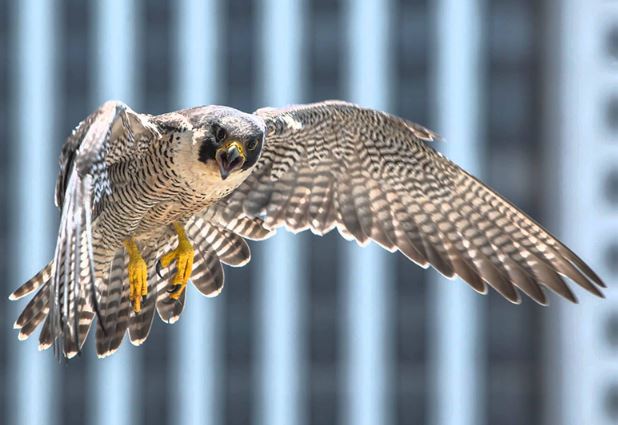 Chim ưng luôn chung thủy dù có nhiều cơ hội ngoại tình