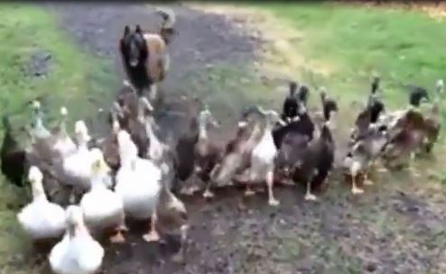 Clip: Ngạc nhiên với cảnh chú chó đi… chăn vịt