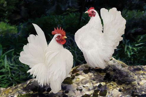 Chiêm ngưỡng vẻ đẹp của giống gà có dáng vương giả