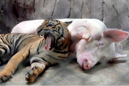 Những đôi bạn “lạ đời” trong thế giới động vật