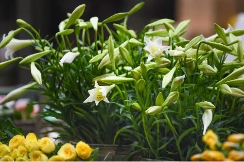 Thêm vài giọt này vào nước, hoa loa kèn nở đều, cắm 10 ngày hoa vẫn tươi rói