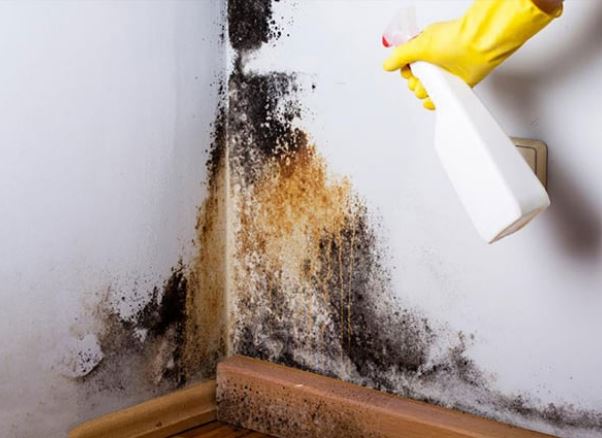 5 cách xử lý tường nhà bị mốc đơn giản, ít tốn kém, không mất công gọi thợ