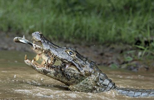 Cá mải tung hứng săn mồi bị cá sấu đớp gọn