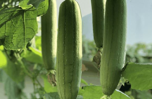 Những lợi ích sức khỏe khi bổ sung mướp vào chế độ ăn uống ngày nắng nóng