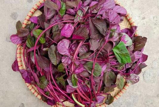 Rau dền cực tốt, cực độc: Điều cần lưu ý để tránh rước họa vào thân