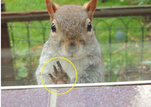 Khoảnh khắc cầu xin sự giúp đỡ của chú sóc nhỏ