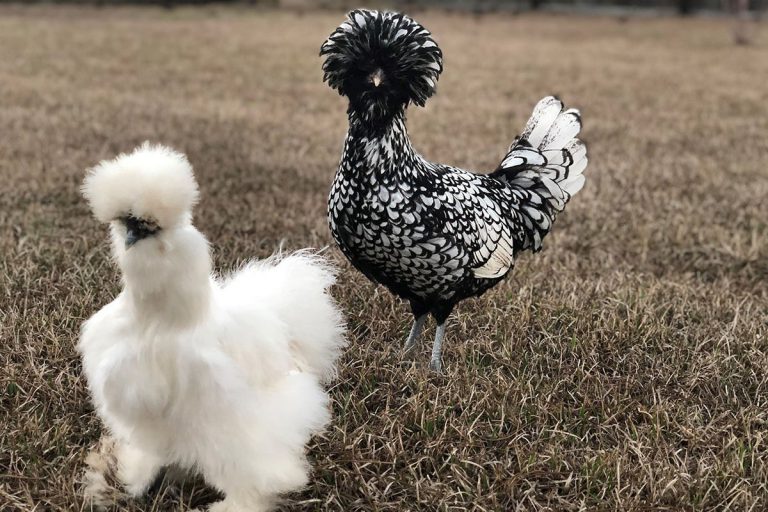 Những giống gà lạ bà đẹp nhất thế giới