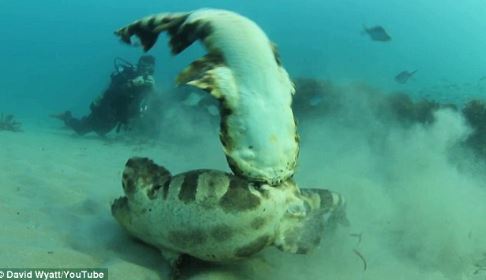 Từ chối giao phối, cá mập cái suýt bị bạn tình giết: