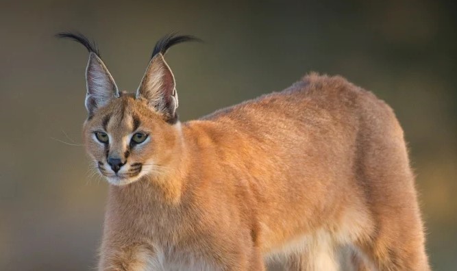 Choáng ngợp trước sức mạnh của những loài mèo hoang dã lớn nhất thế giới 