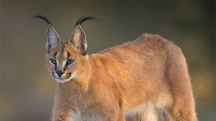 Choáng ngợp trước sức mạnh của những loài mèo hoang dã lớn nhất thế giới - 1